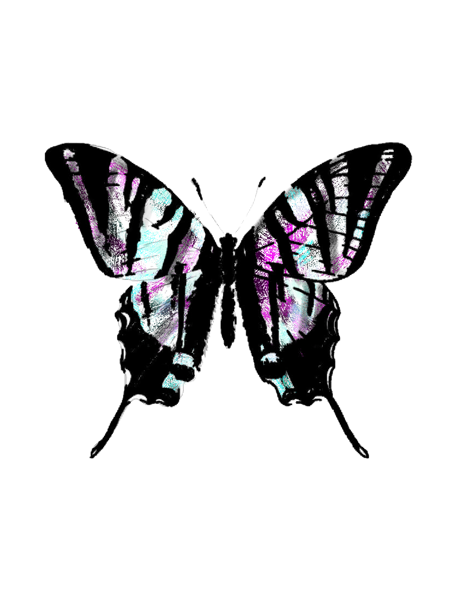 papillon