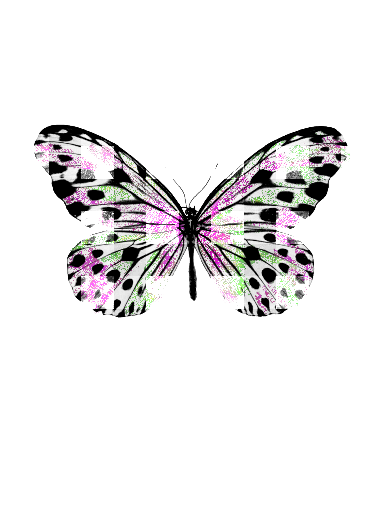 papillon